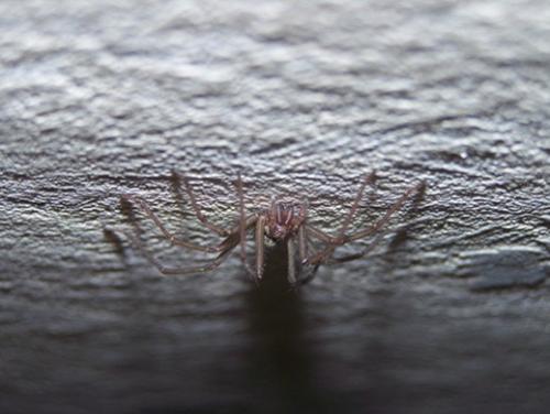 Tegenaria sp.