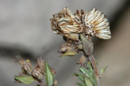 Amephana anarrhini