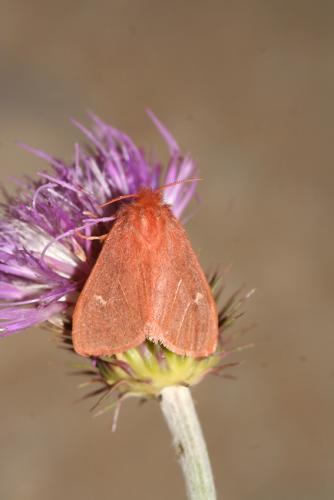 Réf. 58 040 : Ocneria rubea