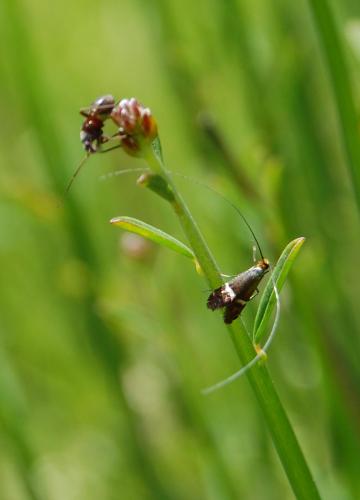 Adela australis