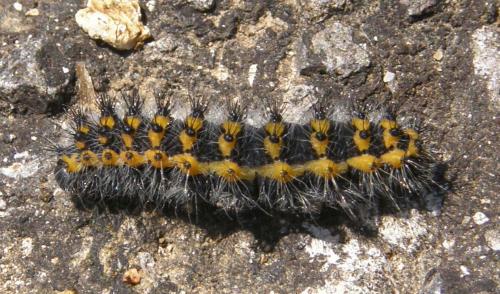 Saturnia pavonia