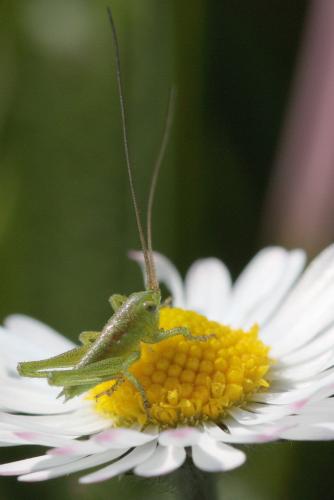 Tettigonia viridissima