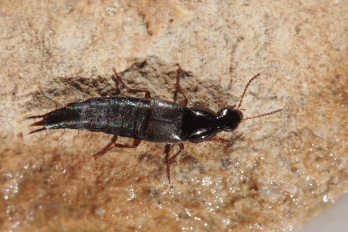 Réf. 58 180 : Quedius sp.