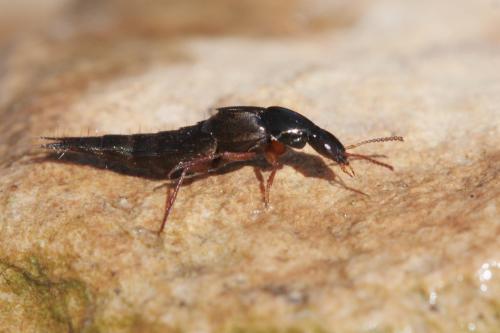 Réf. 58 181 : Quedius sp.