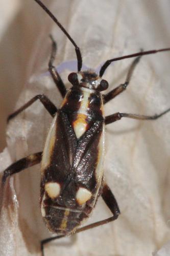 Réf. 58 133 : Capsodes sulcatus