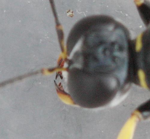 Crossocerus binotatus