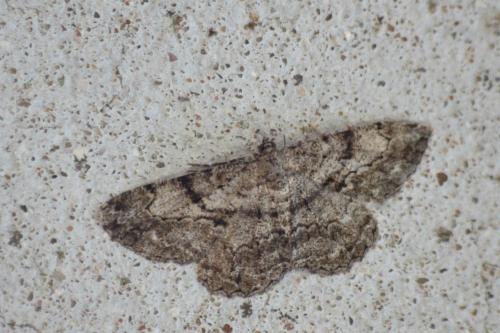 Peribatodes rhomboidaria