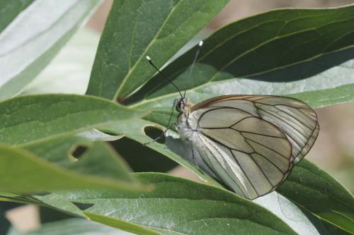 Réf. 58 021 : Aporia crataegi