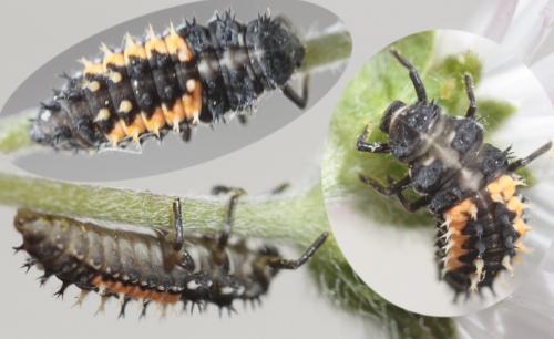 Harmonia axyridis