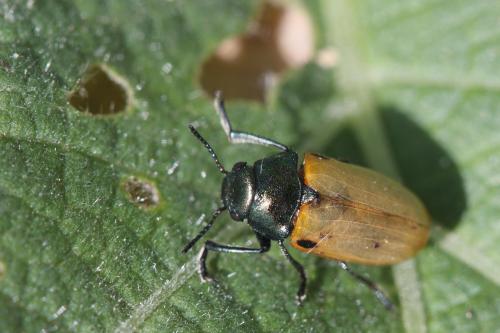 Labidostomis lucida