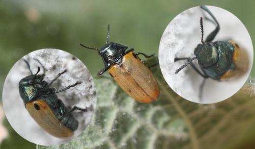 Labidostomis lucida
