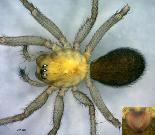Saaristoa abnormis