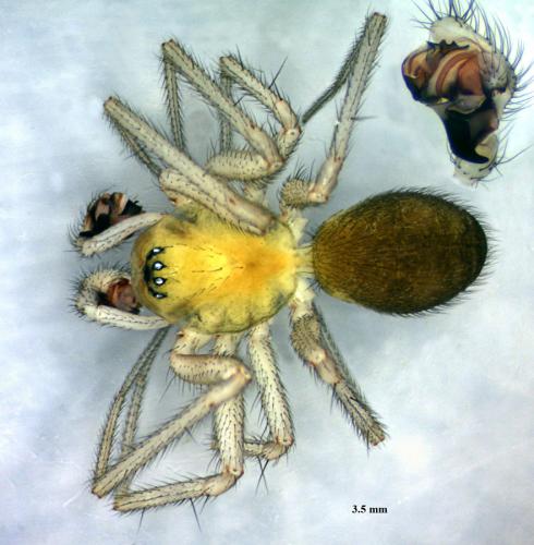 Réf. 58 816 : Saaristoa abnormis
