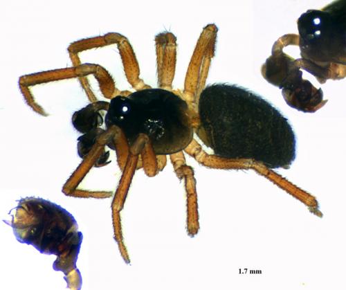 Metopobactrus prominulus