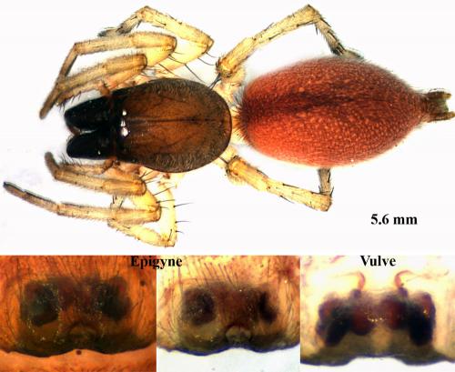 Réf. 58 248 : Clubiona brevipes