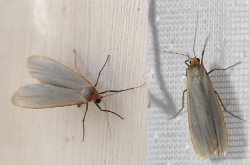 Eilema caniola