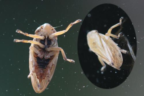 Philaenus spumarius