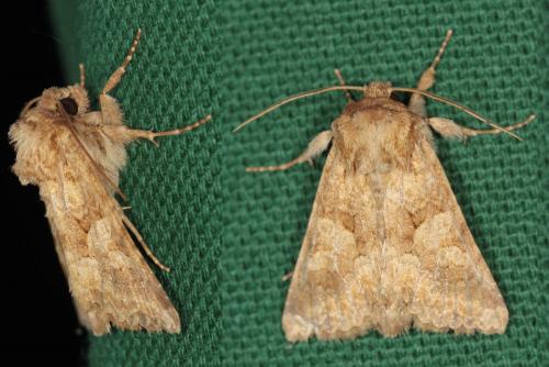 Réf. 58 270 : Conisania luteago