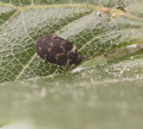 Anthrenus sp.