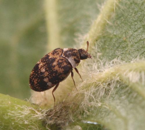 Réf. 58 308 : Anthrenus sp.