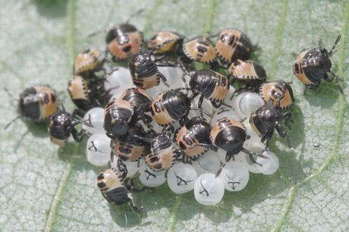 Palomena prasina