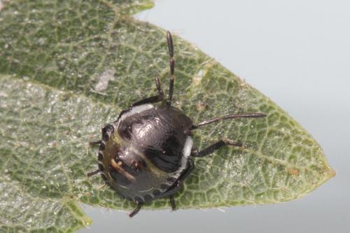 Palomena prasina
