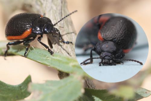Chrysolina kuesteri