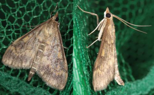 Réf. 58 365 : Ostrinia nubilalis