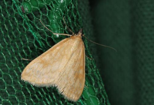 Réf. 58 366 : Sitochroa verticalis