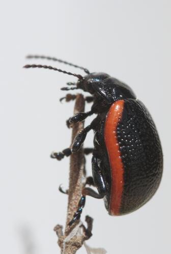 Chrysolina kuesteri