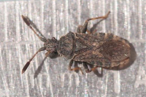 Réf. 58 351 : Strobilotoma typhaecornis
