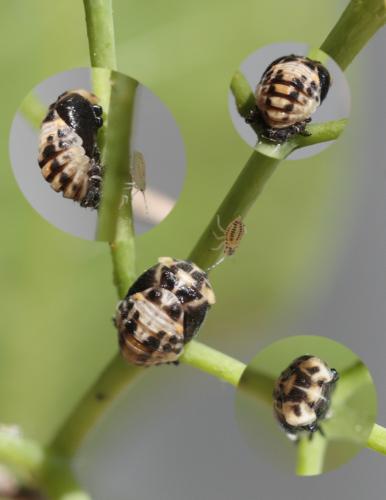Réf. 58 376 : Adalia sp.