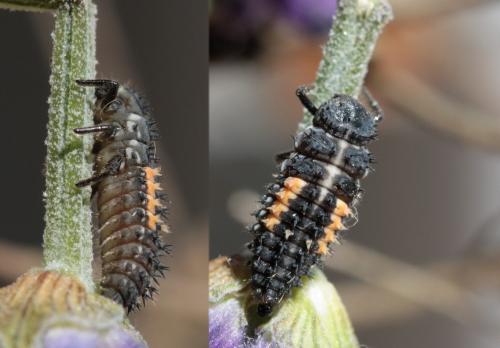 Harmonia quadripunctata