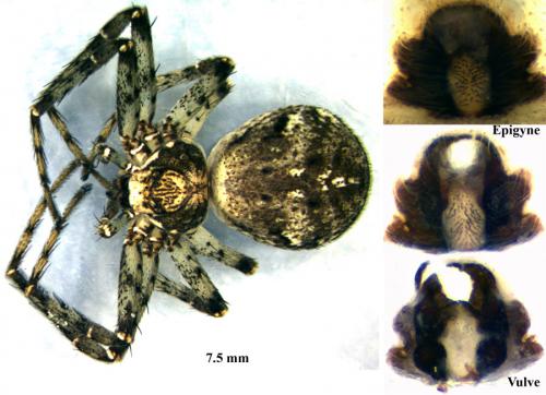 Réf. 58 437 : Philodromus buxi