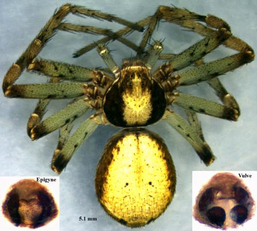 Réf. 58 440 : Philodromus cespitum