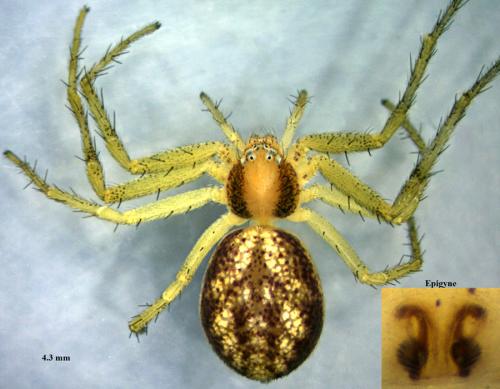 Philodromus albidus