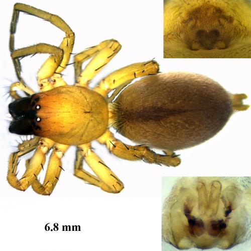 Clubiona neglecta