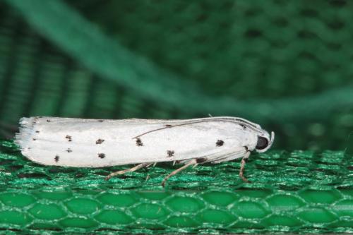 Myelois circumvoluta