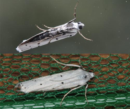 Myelois circumvoluta