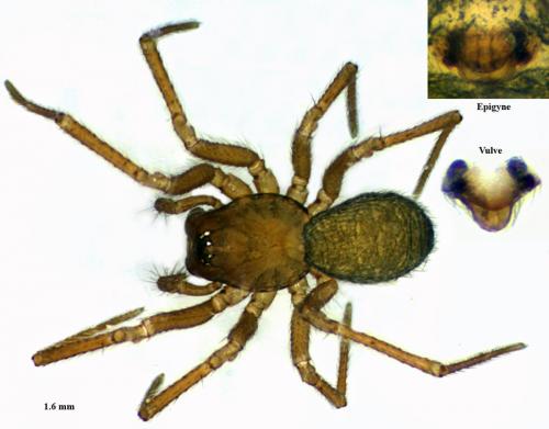 Réf. 58 887 : Mioxena blanda