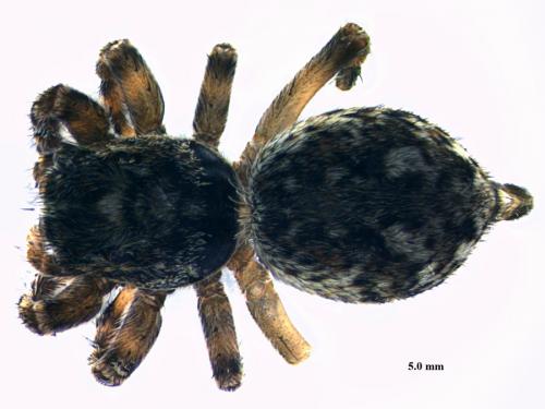 Réf. 58 959 : Attulus pubescens
