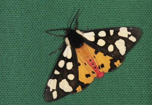 Réf. 58 481 : Arctia villica