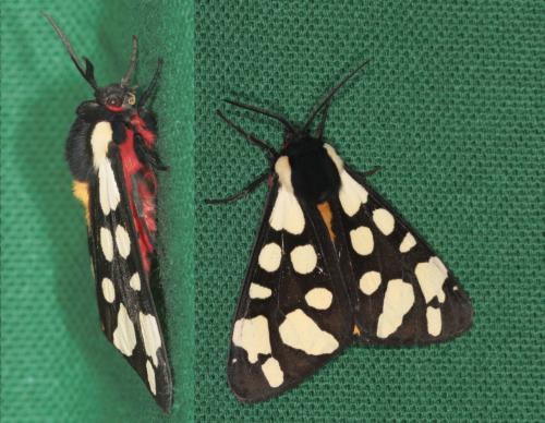 Réf. 58 480 : Arctia villica