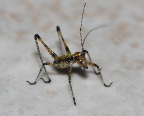 Réf. 58 587 : Phaneroptera sp.