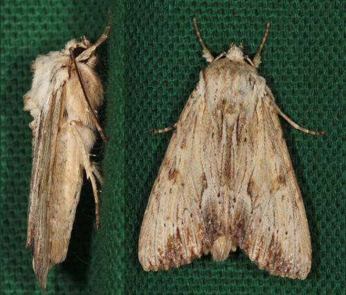 Réf. 58 643 : Apamea lithoxylaea