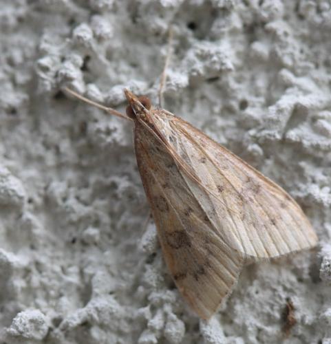 Réf. 58 923 : Udea ferrugalis
