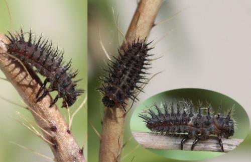 Réf. 58 927 : Chilocorus sp.