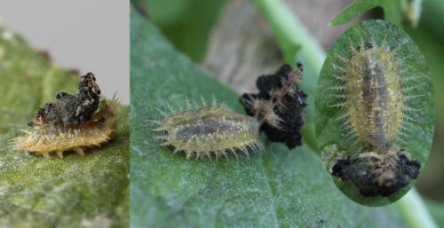 Réf. 58 926 : Cassida rubiginosa