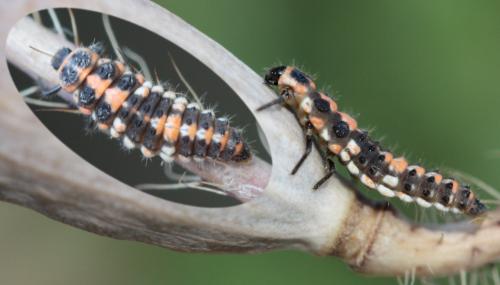 Oenopia conglobata
