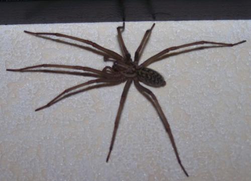 Tegenaria sp.
